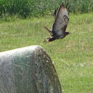 Common Buzzard