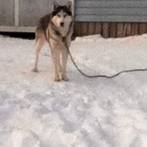 Siberian Husky