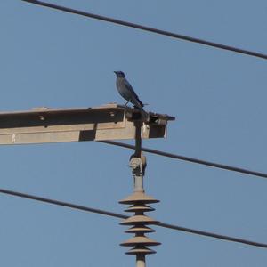 Blue Rock-thrush