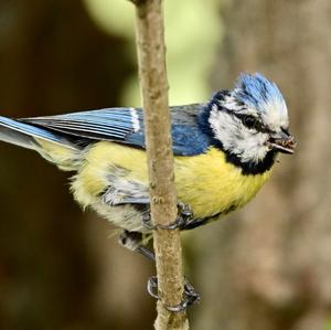 Blue Tit