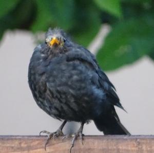 Eurasian Blackbird