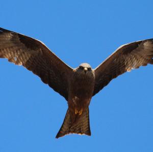 Black Kite