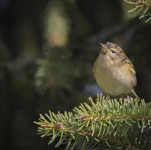 Willow Warbler