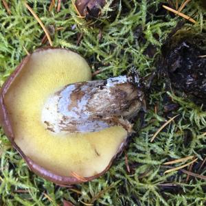 Dotted-stalk Bolete