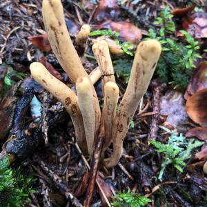 Pestle-shaped Coral