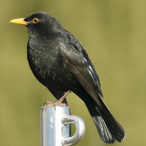 Eurasian Blackbird