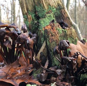 Mycena, Common