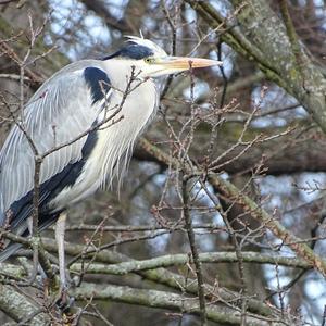 Grey Heron