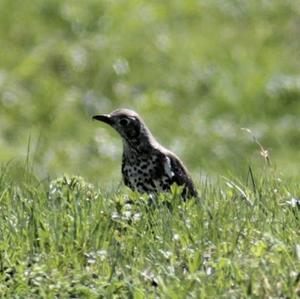 Mistle Thrush