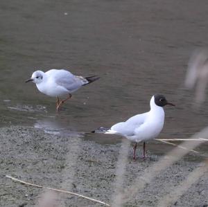 Black-headed Gull