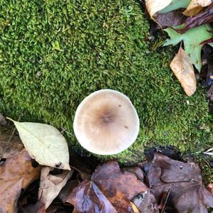 Fawn Mushroom