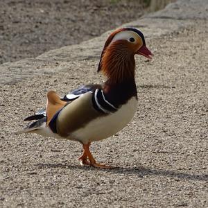 Mandarin Duck