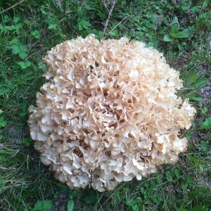 Eastern Cauliflower Mushroom