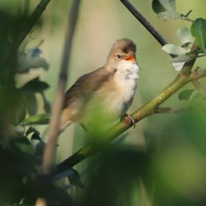 Eurasian Reed-warbler