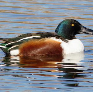 Northern Shoveler