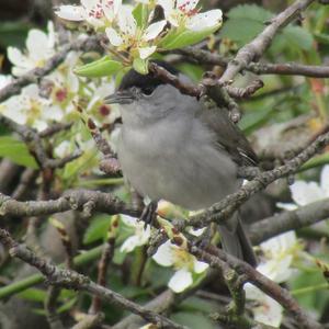 Blackcap