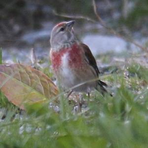 Eurasian Linnet