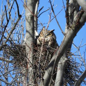 Great Horned Owl