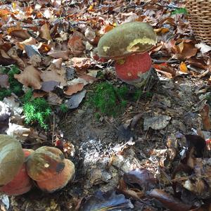 Dotted-stem Bolete