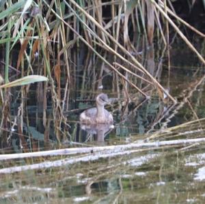 Little Grebe