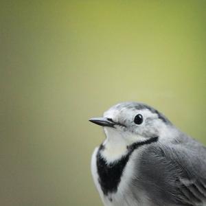 White Wagtail