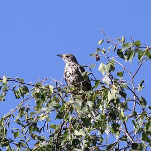 Mistle Thrush