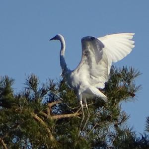 Great Egret