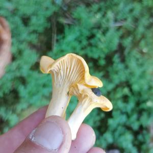 Chanterelle, Common