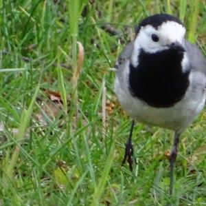 White Wagtail