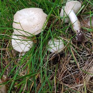 Entoloma sepium