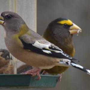 Evening Grosbeak