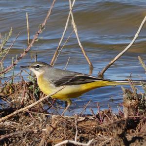 Grey Wagtail