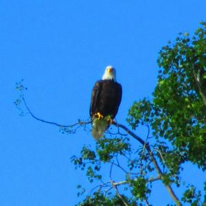 Weißkopfseeadler