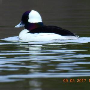 Bufflehead