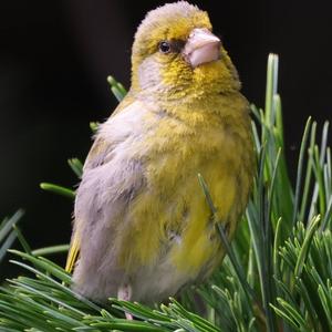 European Greenfinch