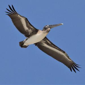 Brown Pelican