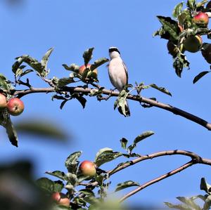 Red-backed Shrike