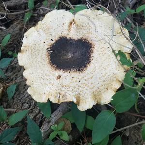 Dryad`s Saddle