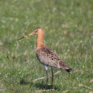 Black-tailed Godwit