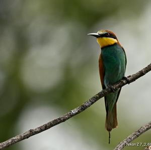 European Bee-eater