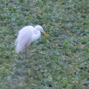 Great Egret