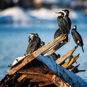 Great Cormorant