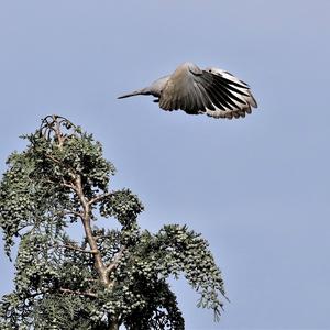 Eurasian Collared-dove