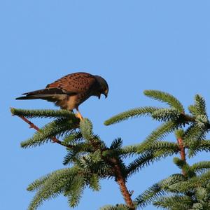 Common Kestrel