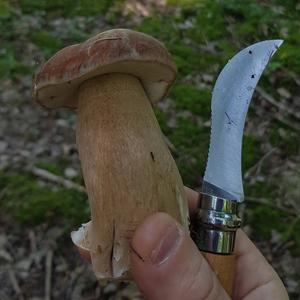 King Bolete