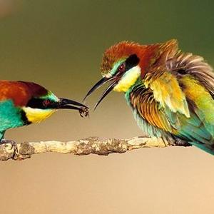 European Bee-eater