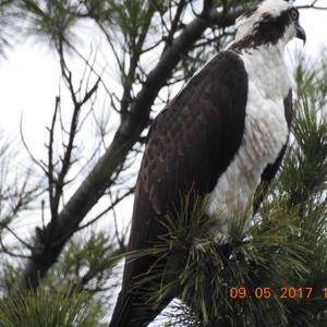 Osprey