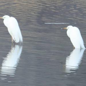 Great Egret