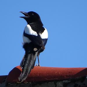 Black-billed Magpie