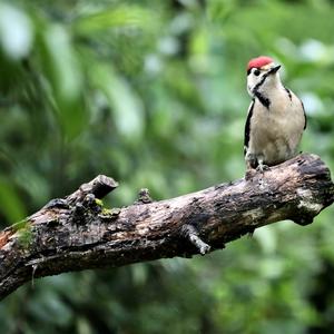 Great Spotted Woodpecker